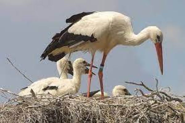 Szabó Csaba: Berzele şi secuii cu şurele lor revitalizate