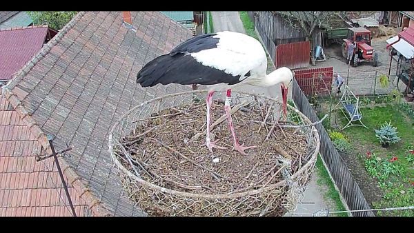 Szabó Csaba: Berzele şi secuii cu şurele lor revitalizate