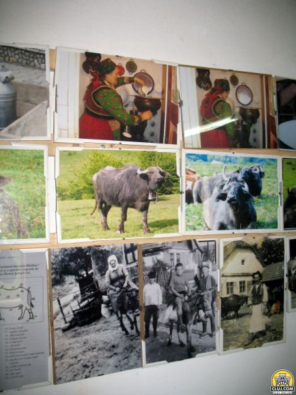 Szilágyi Szabolcs: Muzeul bivolului din satul Mera, jud. Cluj